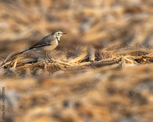 A White Wagtail
