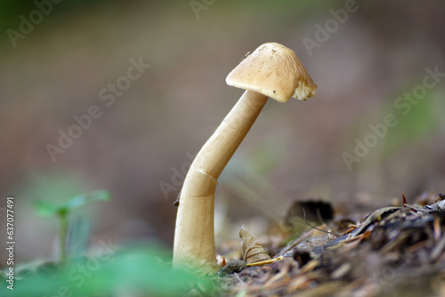 Fungo mushroom