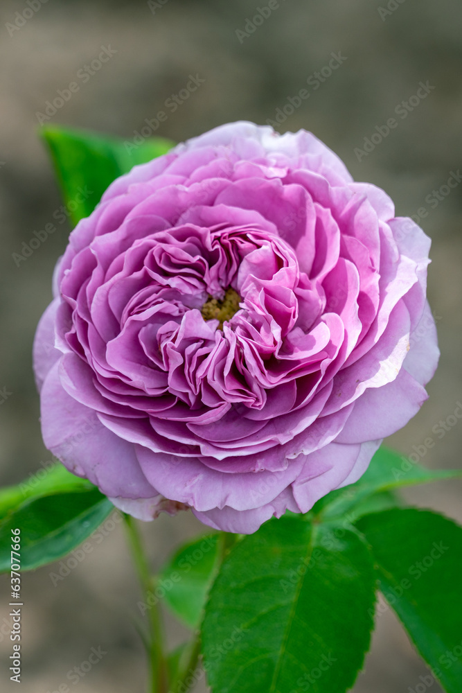 Lavender ice rose