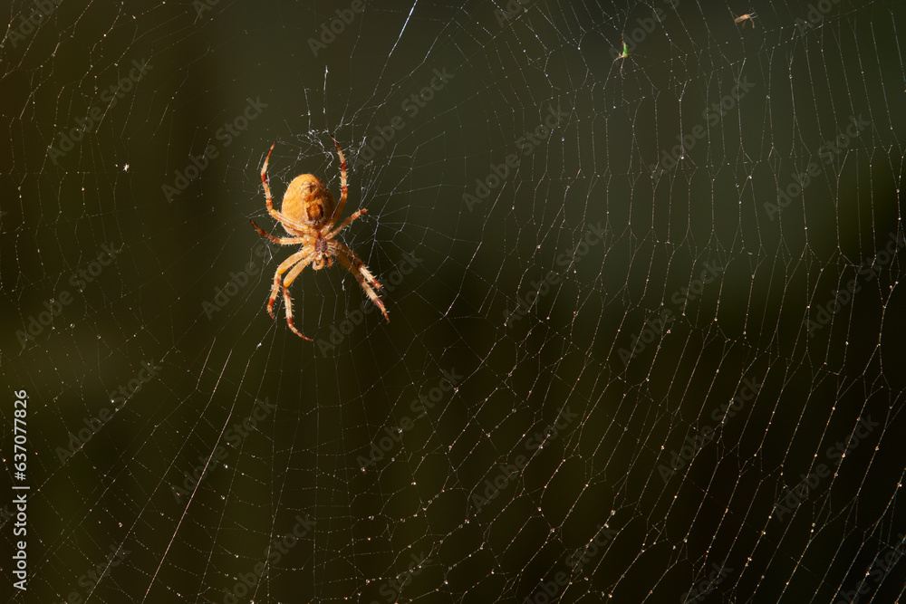 Large cross web spider with red stripes on legs in center of web stretched between trees on green blurred background.