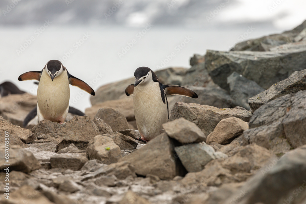 Fototapeta premium Two Chinstrap Penguins Climbing on Jagged Rocks on Half Moon Island, South Shetland Islands, Antarctica