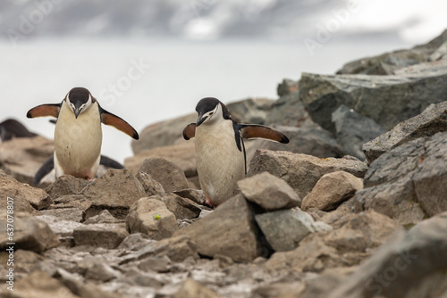 Two Chinstrap Penguins Climbing on Jagged Rocks on Half Moon Island, South Shetland Islands, Antarctica