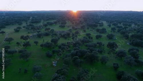 Holm oak pasture near Navalmoral de la Mata. Aerial view at sunset from a dro. Navalmoral de la Mata. Caceres. Estremadura. Spain. Europe photo