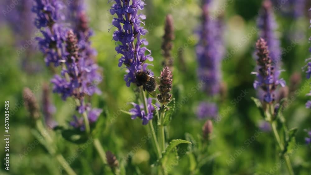 A bumblebee insect pollinates a purple lupine flower in a lupine field. Pollen collection and pollination. A bumblebee insect pollinates a purple lupine flower in a lupine field. Pollen collection and pollination.