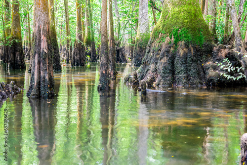 Spanish growing on huge knees protrudes above ground of bald cypress at Morrison Springs Park, Walton County, Florida, US, forested wetlands located in still or slow-moving water