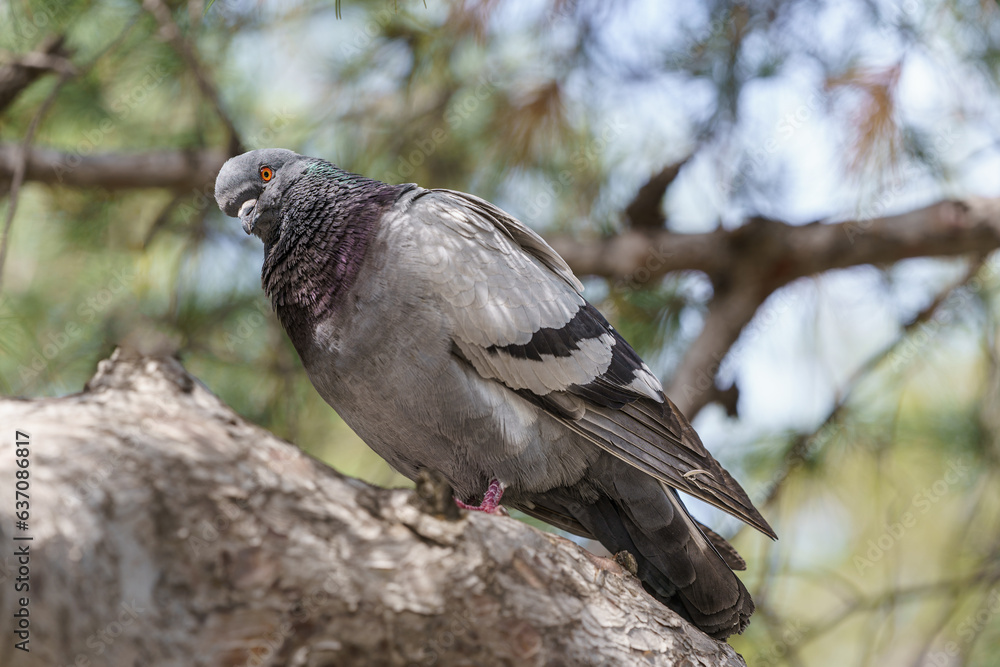 Obraz premium An ordinary pigeon hiding in the shade of a tree on a hot day.
