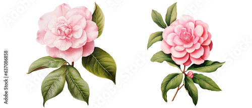 Camellia flowers watercolor transparent background 

