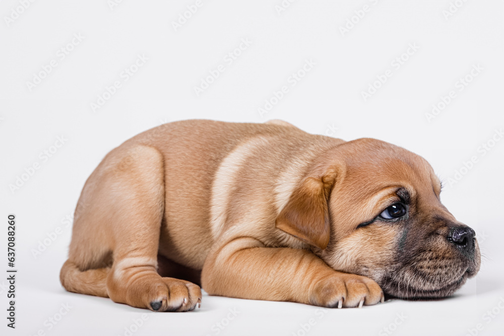 A small puppy dog, lying, on a white background