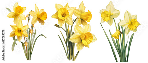 Daffodils flowers watercolor set, transparent background 