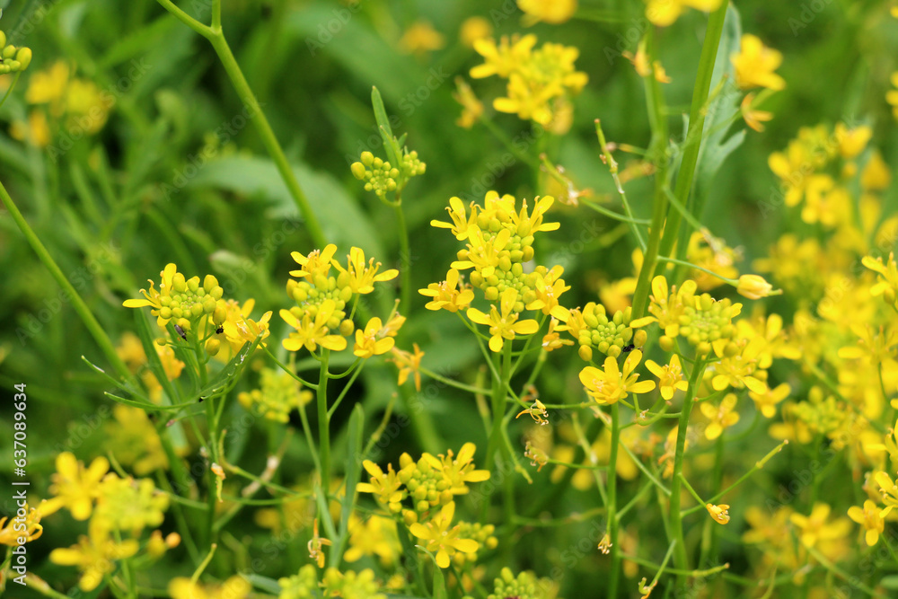 Water horseradish (Rorippa) grows in nature Water horseradish (Rorippa) grows in nature