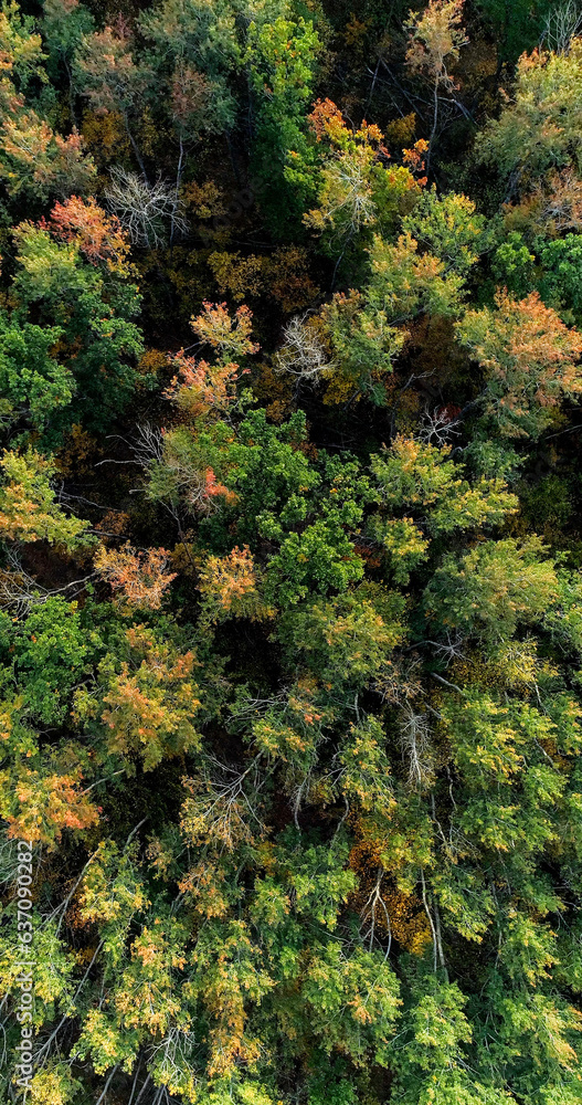 Aerial autumn. Fall tree. Vibrant foliage colors of beautiful green yellow orange leaves peaceful countryside parkland of reserve drone view. Aerial autumn. Fall tree. Vibrant foliage colors of beautiful green yellow orange leaves peaceful countryside parkland of reserve drone view.