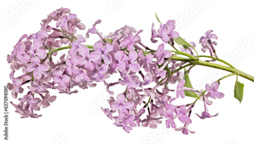 pink isolated beautiful blooms of lilac branch