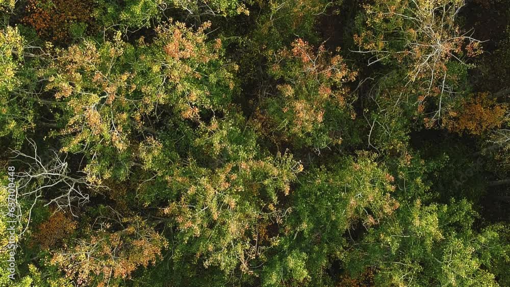 Aerial autumn. Fall trees. Vibrant foliage colors of beautiful green yellow orange leaves peaceful countryside atmosphere of reserve drone view. Aerial autumn. Fall trees. Vibrant foliage colors of beautiful green yellow orange leaves peaceful countryside atmosphere of reserve drone view.