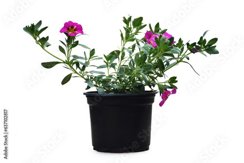 Fototapeta Naklejka Na Ścianę i Meble -  Million bells (Calibrachoa) flower plant in pot isolated on white background