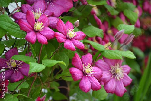 Clematis flower plant blooming in the summer garden