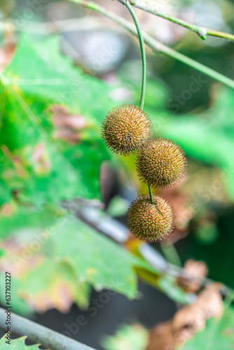  fruits hanging ona a Platanus Orientalis tree 