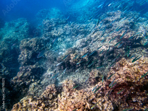 Vista subacquea di Acitrezza con pesci che nuotano nell acqua 1949