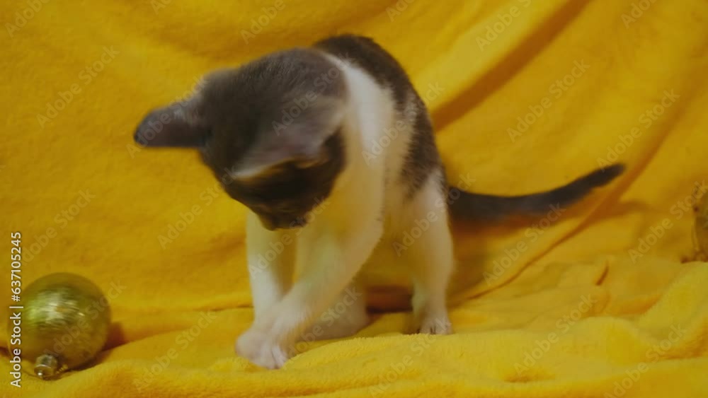 Cute playful gray and white little kitten playing with golden Christmas balls. The cat jumps and runs around the yellow sofa at home, having fun. A festive greeting card with a pet Cute playful gray and white little kitten playing with golden Christmas balls. The cat jumps and runs around the yellow sofa at home, having fun. A festive greeting card with a pet