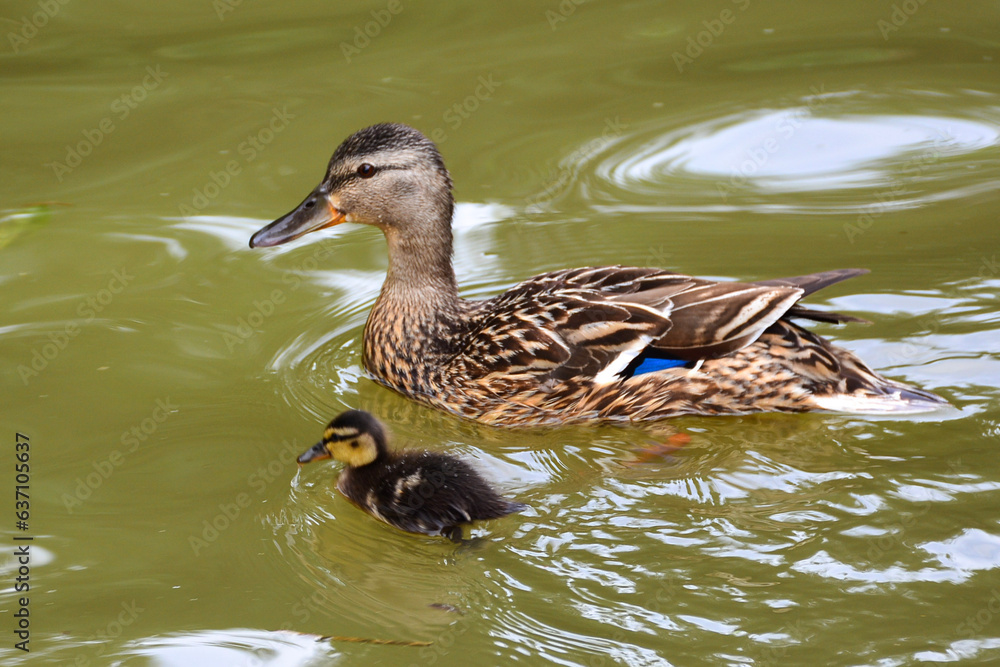 Fototapeta premium duck on the water