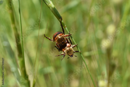 
mating insects