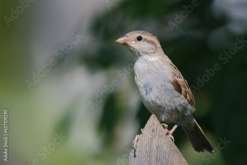 Haussperling / House sparrow / Passer domesticus. © Ludwig