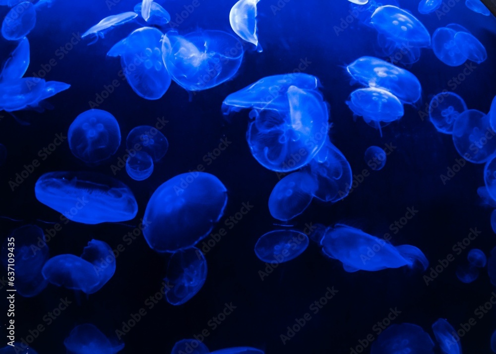 Group of jellyfish swimming peacefully in an illuminated aquarium Group of jellyfish swimming peacefully in an illuminated aquarium