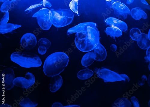 Group of jellyfish swimming peacefully in an illuminated aquarium © Joe Rabcow/Wirestock Creators