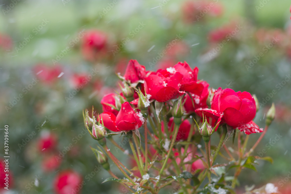 Red roses in the snow. The early first snow unexpectedly replaced the warm autumn.