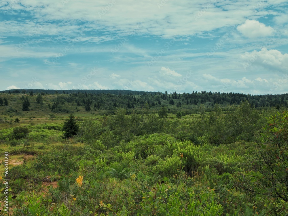 Scenic view of a green field in Dolly Sods, West Virginia