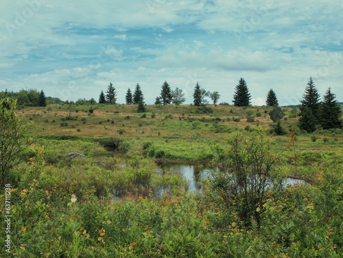 Scenic view of a pond and trees in a field in Dolly Sods, West Virginia