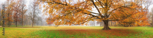 Autumn landscape  panorama  banner - view of an old tree in a foggy autumn park with fallen leaves in the early morning