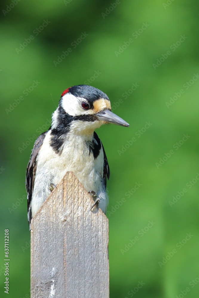 Buntspecht / Great spotted woodpecker / Dendrocopos major Buntspecht / Great spotted woodpecker / Dendrocopos major