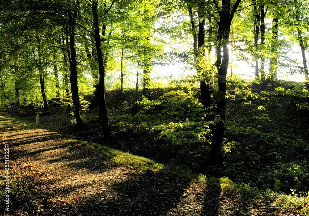 Obraz premium Sunny autumn forest with strong backlight and sun shining