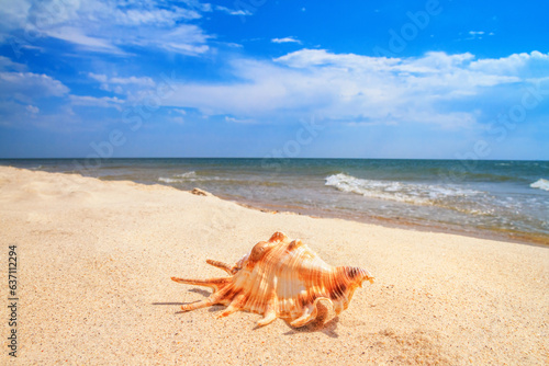 View of a beach with seashell on the sand under the hot summer sun, selective focus. Concept of sandy beach holiday, background with copy space for text