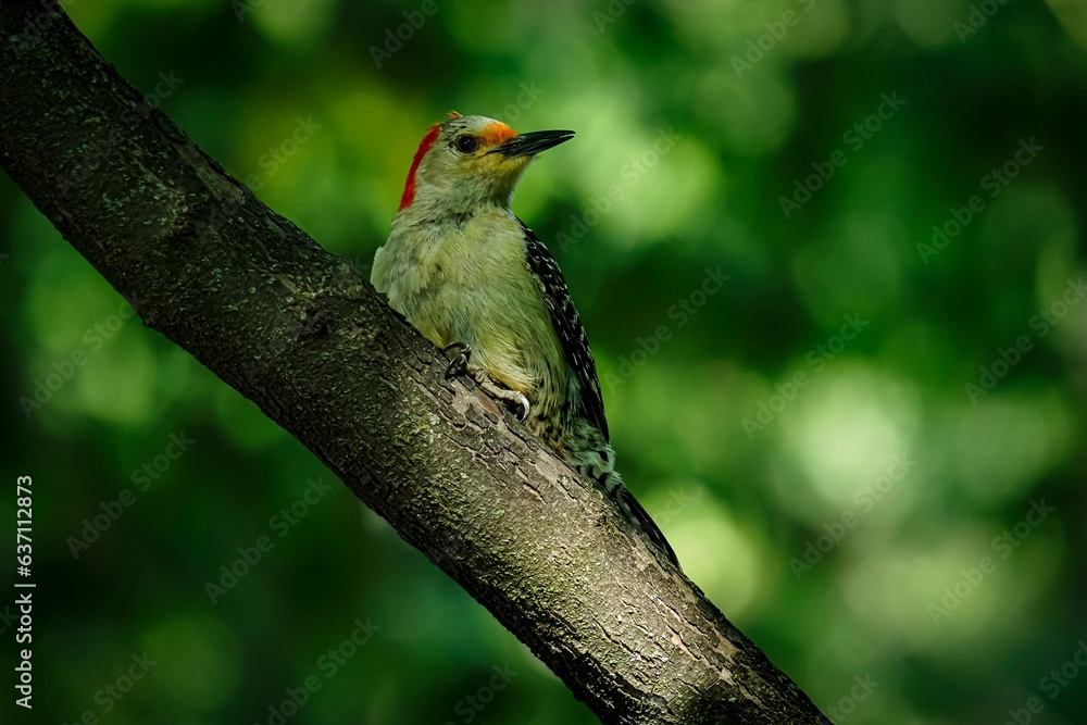 Small woodpecker perched atop a wooden post against a white background Small woodpecker perched atop a wooden post against a white background