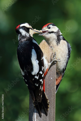 Buntspecht / Great spotted woodpecker / Dendrocopos major. © Ludwig