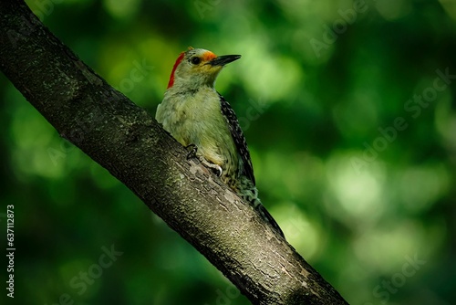 Small woodpecker perched atop a wooden post against a white background © Aaron Jones/Wirestock Creators