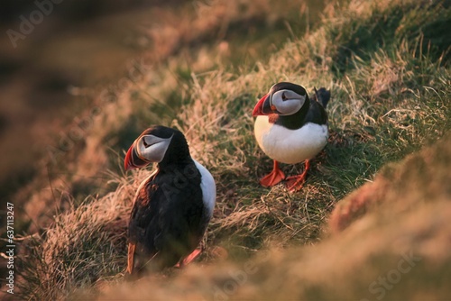 Pair of puffins perched on the rocky edge of a grassy hill in Sumburgh Head, Shetland Island