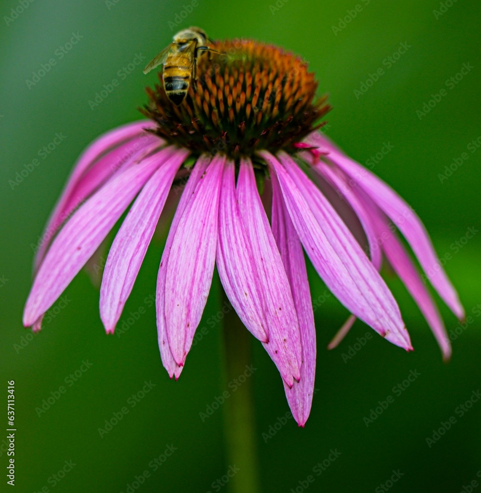 Closeup shot of a honey bee on a purple coneflower. Closeup shot of a honey bee on a purple coneflower.