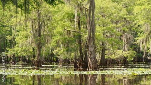 Sunny view of many bald cypress in Caddo Lake State Park photo