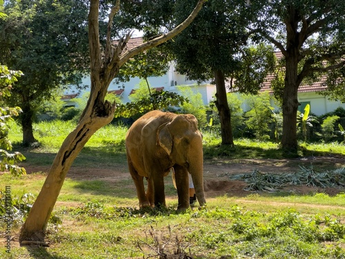 Majestic elephant walking across a grassy plain with trees in the background