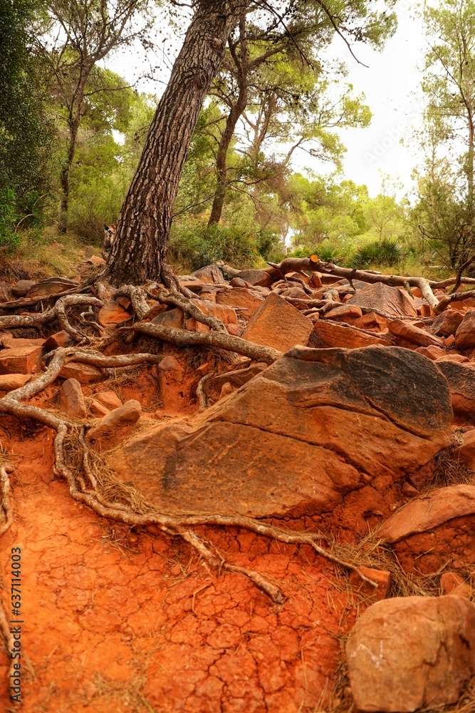 Obraz premium Vertical shot of strong roots of a tree with reddish soil in mountains