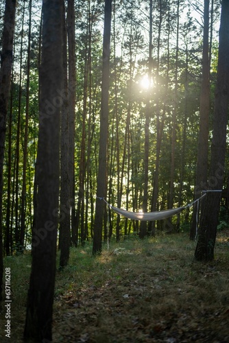Hammock hangs between two trees in a peaceful woodland setting