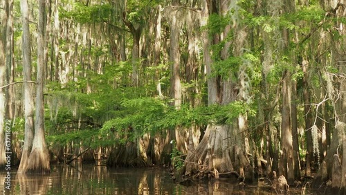 Sunny view of many bald cypress in Caddo Lake State Park photo