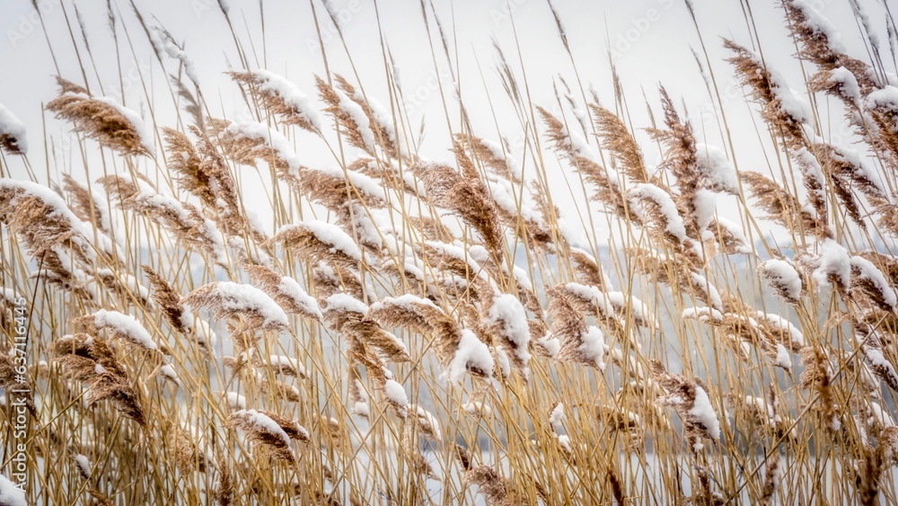Fototapeta premium Scenic snow-covered tall reeds lined up along the shore near the ocean