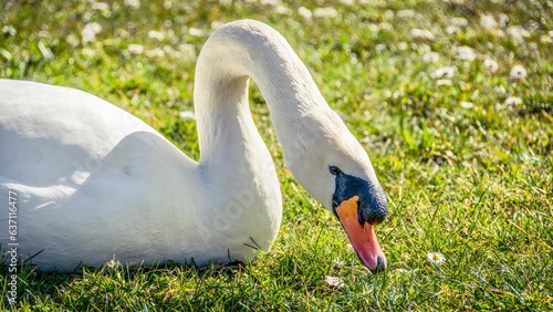 Majestic white swan perched atop a lush green lawn in a bright sunny outdoor setting