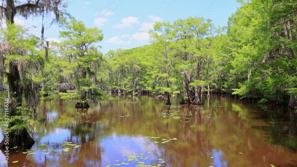 Sunny view of many bald cypress in Caddo Lake State Park Sunny view of many bald cypress in Caddo Lake State Park