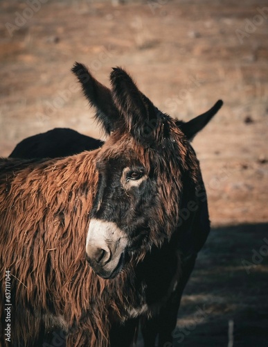 Vertical shot of a poitou donkey standing alone in an arid field, looking back
