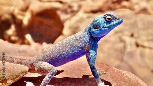 Close-up of a small blue lizard perched on a rock