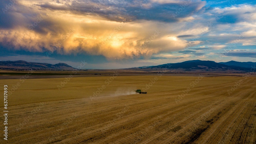 Fototapeta premium Beautiful cloudy sunset sky over the wheat field.